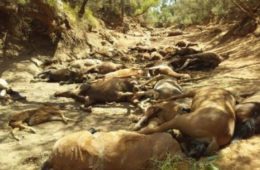 هلاک شدن گله اسب‌های وحشی در گرمای بی‌سابقه استرالیا