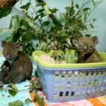 مراقبت های پزشکی از کوالاهای آسیب دیده