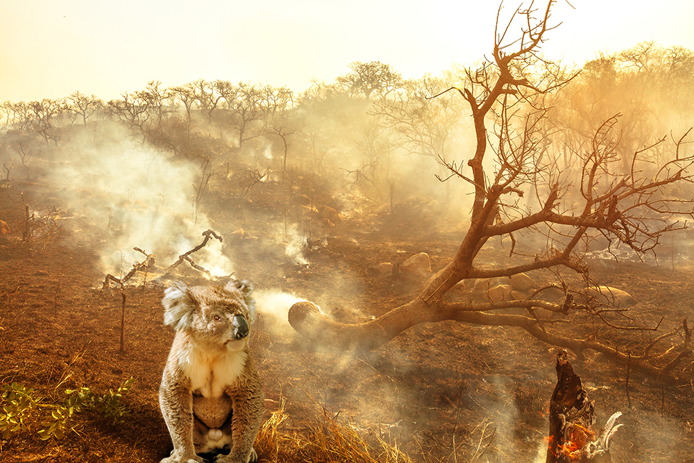 ۲۰ درصد از جنگل‌های استرالیا در آتش سوخته‌اند