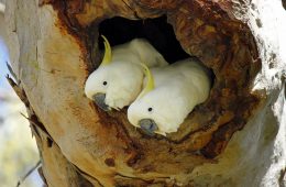 مرگ مشکوک و گسترده پرنده‌ها در استرالیا