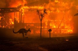 سه میلیارد حیوان قربانی جنگل سوزی‌های استرالیا