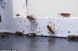 سیدنی پایتخت سوسک‌های استرالیا؛ پرت در محاصره مورچه‌ها!