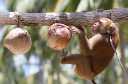 درخواست برای تحریم محصولات دو شرکت تایلندی؛ آنها میمون‌ها را استثمار می‌کنند