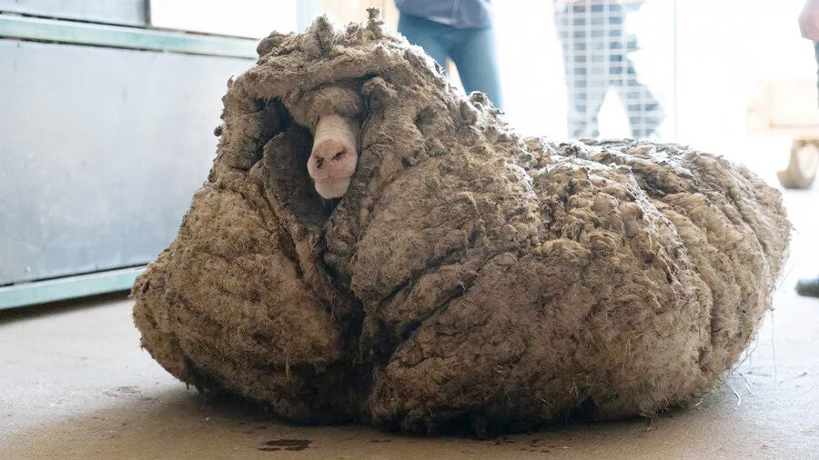 گوسفند مرینوس رهاشده در طبیعت ۳۵ کیلوگرم پشم داشت