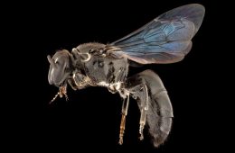 زنبورهای کمیاب استرالیا پس از ۱۰۰ سال برگشتند