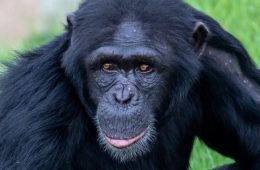 تعطیلی موقت باغ وحش سیدنی به دلیل مرگ یک شامپانزه