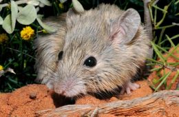 موش منقرض شده استرالیایی پس از ۱۵۰ سال پیدا شد