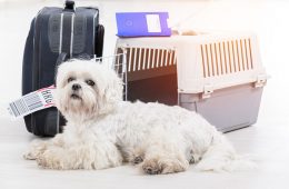لطفا کمربند سگ‌های‌تان را ببندید؛ همراه بردن حیوانات به درون هواپیما در استرالیا آزاد می‌شود