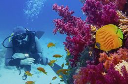 به رغم مخالفت استرالیا، یونسکو درباره قرار دادن سد بزرگ مرجانی در فهرست مکان‌های طبیعی در معرض خطر تصمیم می‌گیرد