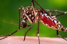 با آغاز پدیده لانینا، استرالیا در معرض هجوم پشه‌ها قرار گرفت