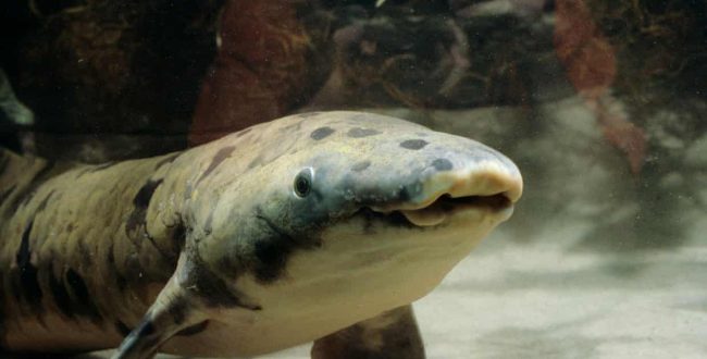 ماهی ۹۰ ساله استرالیایی، مسن‌ترین ماهی آکواریومی جهان