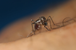 ثبت نخستین مورد مرگ به دلیل آنسفالیت ژاپنی در ویکتوریا؛ از پشه‌ها دوری کنید