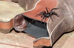 هشدار به اهالی نیوساوت‌ولز و کوئینزلند: عنکبوت‌های فانل برای فرار از سیل به خانه‌ها می‌آیند