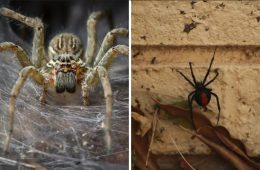هشدار به استرالیایی‌ها: جمعیت عنکبوت‌ها در حال انفجار است!