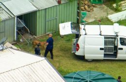 شناسایی کنتورخوان کوئینزلندی که در پی حمله سگ‌ها کشته شد