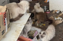 نجات ۶۷ گربه در خانه‌ای کثیف در ملبورن