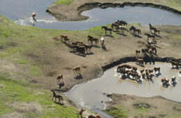 با هدف حفظ گونه‌های پارک ملی کوشیوشکو؛ «آنها به اسب‌ها شلیک می‌کنند»