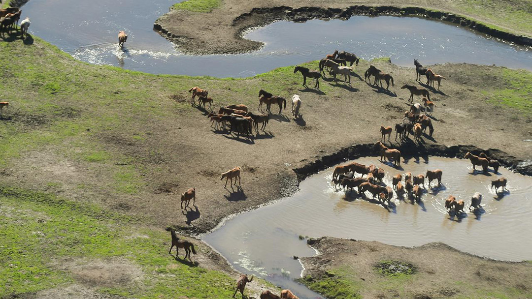 با هدف حفظ گونه‌های پارک ملی کوشیوشکو؛ «آنها به اسب‌ها شلیک می‌کنند»