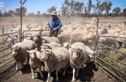 بحران دامداری در استرالیا: عرضه گوسفند رایگان برای تولید غذای حیوانات خانگی