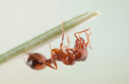 انجام تحقیقات به دنبال شناسایی مورچه آتشین در تاسمانی