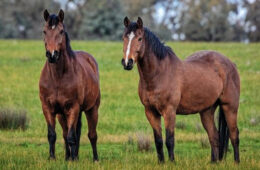 کشف لاشه ۵۰۰ اسب مرده در نیوساوت‌ولز