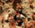 هزینه ویرانگر مورچه‌های قرمز آتشین بر اقتصاد استرالیا؛ ۲۲ میلیارد دلار