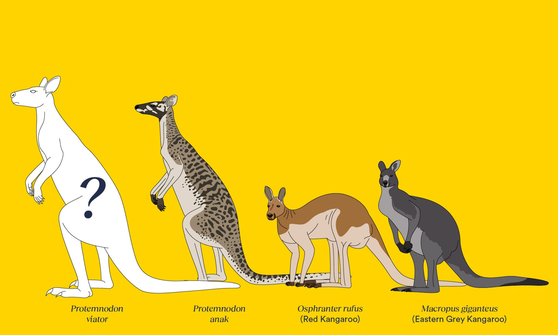 کانگوروهای غول‌پیکری که ۴۰ هزار سال پیش در استرالیا بودند