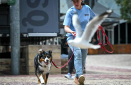 ارتقای امنیت غذایی در فدریشن اسکوئر! سگ‌ها از چیپس‌های شما مراقبت می‌کنند