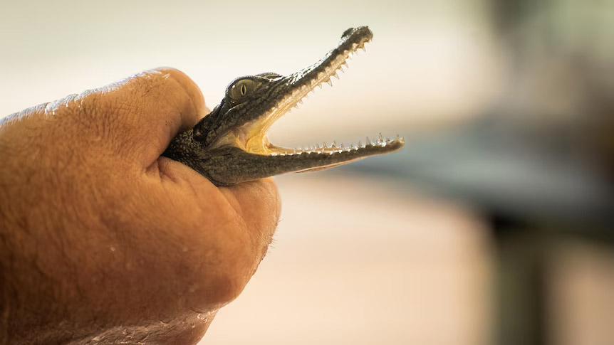 در قلمرو شمالی استرالیا:‌ اگر کروکودیلت فرار کنه جریمه می شی