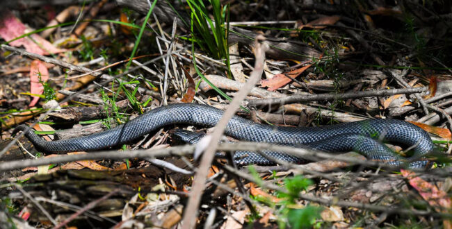اپلیکیشن جدید راهنمای کمک‌های اولیه گزیدگی در استرالیا