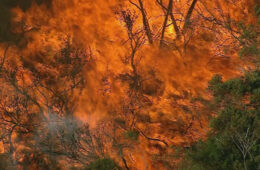 نیوساوت ولز به دلیل عدم آمادگی برای آتش‌سوزی‌های جنگلی با «خطر فاجعه‌بار» مواجه است