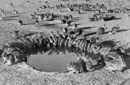 هشدار درباره افزایش بیرویه جمعیت خرگوشها در استرالیا؛ بحرانی در ابعادی بیسابقه از دهه ۱۹۹۰