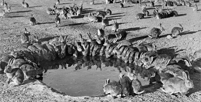 هشدار درباره افزایش بیرویه جمعیت خرگوشها در استرالیا؛ بحرانی در ابعادی بیسابقه از دهه ۱۹۹۰