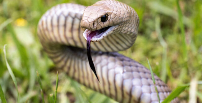 مهاجرت مارهای بسیار سمی از مناطق خشک مرکزی به سواحل پرجمعیت استرالیا