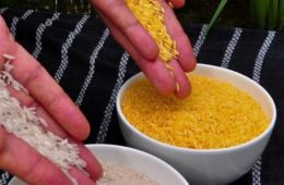 برنج تراریخته در بازار استرالیا و نیوزیلند مجوز گرفت