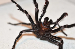 خطر تکثیر کشنده‌ترین عنکبوت جهان در پی بارندگی‌های استرالیا