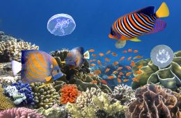 ترمیم صخره‌های مرجانی استرالیا با گول زدن ماهی‌ها!