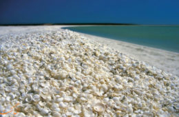 ساحلی در استرالیا که از میلیاردها صدف تشکیل شده
