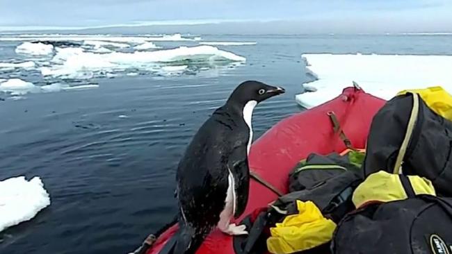 خوش و بش کوتاه یک پنگوئن با محققان در بخش استرالیایی قطب جنوب