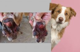 هشدار فوری به دارندگان حیوانات خانگی در مورد بیرون بردن سگ‌ها