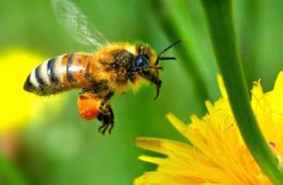 محققان استرالیایی: زنبورها چهره را تشخیص می‌دهند