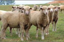 صادرات گوشت گوسفندی استرالیا به ایران