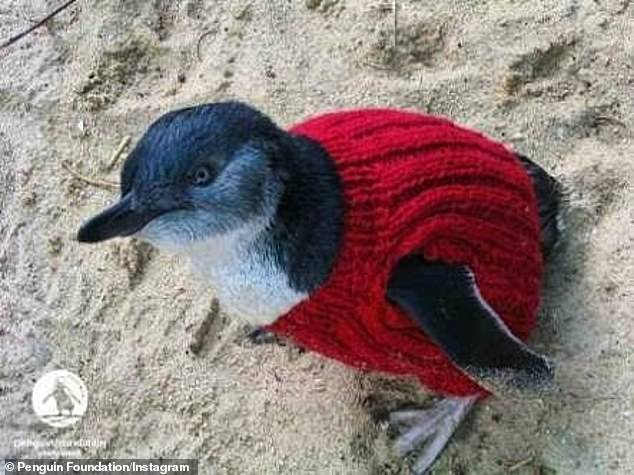فراخوان بافت ژاکت برای پنگوئن‎ها