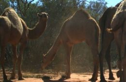 آغاز کشتار هزاران شتر در استرالیای جنوبی به دلیل کم آبی
